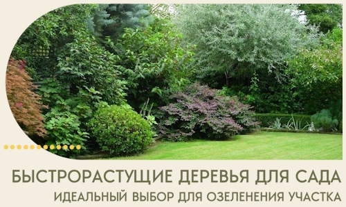 Быстрорастущие деревья для сада идеальный выбор в Амурске