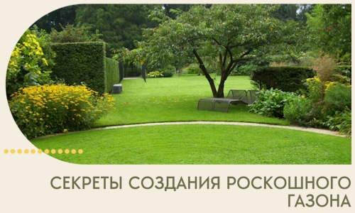 Секреты создания роскошного газона в Амурске
